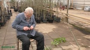 Прививка лимона на помело.