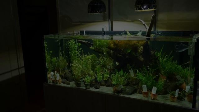 100 Gallon Customer Aquarium Start To Finish! Crazy Fast Plant Growth 😱 смотреть онлайн