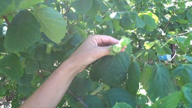 Будни станичников. Анапа. Гостагаевская. 27.06.24