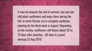 What is the best month to plant sunflowers?