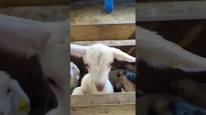 Ура, у нас прибавление. Будни фермера