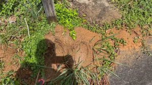 How to get rid of (kill) Fire ants. Works every time