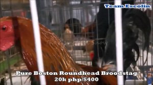 Poultry Expo | Kelso Fowl | Roundhead Fowl | Hatch Bloodline | COMPILATION