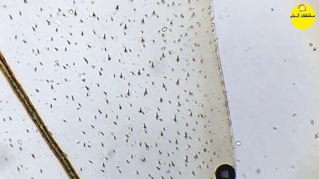 المجهر🔬#3 جناح الذباب 🐝تحت المجهرSWIFT SW350T смотреть онлайн