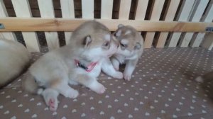 Палевые щенки хаски - исполнилось 2недели,открыли глаза /Fawn husky puppies-2 weeks old, opened eyes