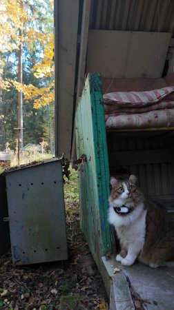 Плюха изучает заброшенную турбазу.