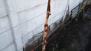 Как натянуть проволоку на шпалере