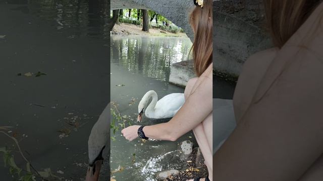 Кормлю лебедя 🦢