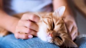 Наши милые котики, 6. Мурлыкающая мурка