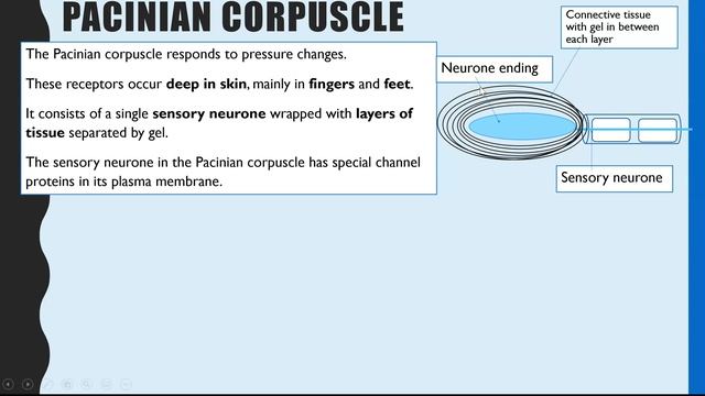 Pacinian Corpuscle - Pressure receptor. A-Level Biology Nervous System and Response. смотреть онлайн