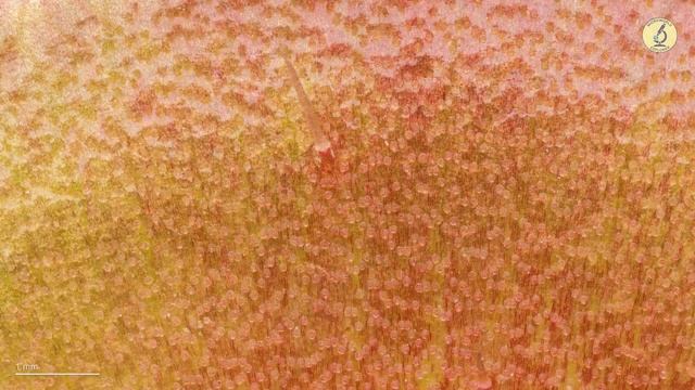 Venus Fly Trap under the Microscope. Unseen World in SUPER ZOOM! смотреть онлайн