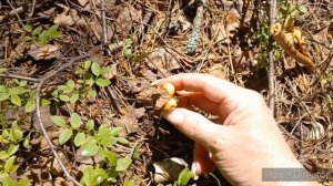 Мы справились,Сама Решила ,Купила ,Привезла ,Выгрузила на Участке , Проверка Леса , Грибной сезон