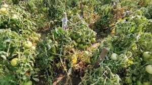 Обзор деревенского огорода в средней полосе России