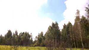 Люпины на страже леса! 🌾