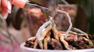 НЕ дает орхидее нормально жить. Ползет на верх. Язвы мест примыкания листьев орхидей.