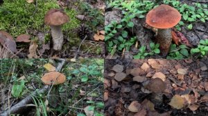 Обыкновенные подберезовики и подосиновики с красноголовиками.  Лесные дары грибного сезона 2024