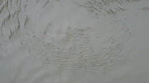 Мои Деревенски Радости