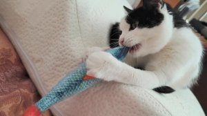 Масяня и Рыбка! 🐟😊🐈Видео Яны Велк. Благодарю! ❤️🙏😘