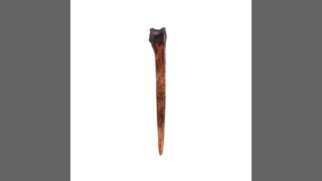 #МузейМаклая. Кинжал из кости казуара _ Dagger of cassowary bone