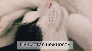 Нежно-весенняя Мася! 🐈Видео Яны Велк. Для настроения! 😊