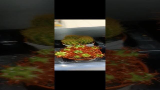 Интересный кактус
