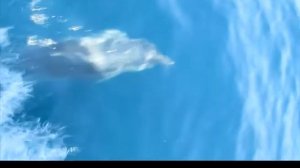 Берег моря... Июнь 2020 год.