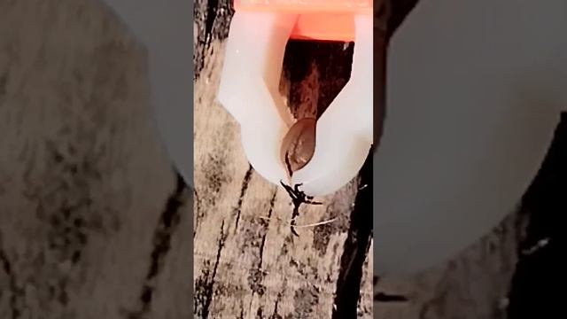 Äitienpäivä 14.5.2023 punkki poistettu koiran silmän luota pihdeillä Eurovaaliehdokas Seppo Lehto v смотреть онлайн