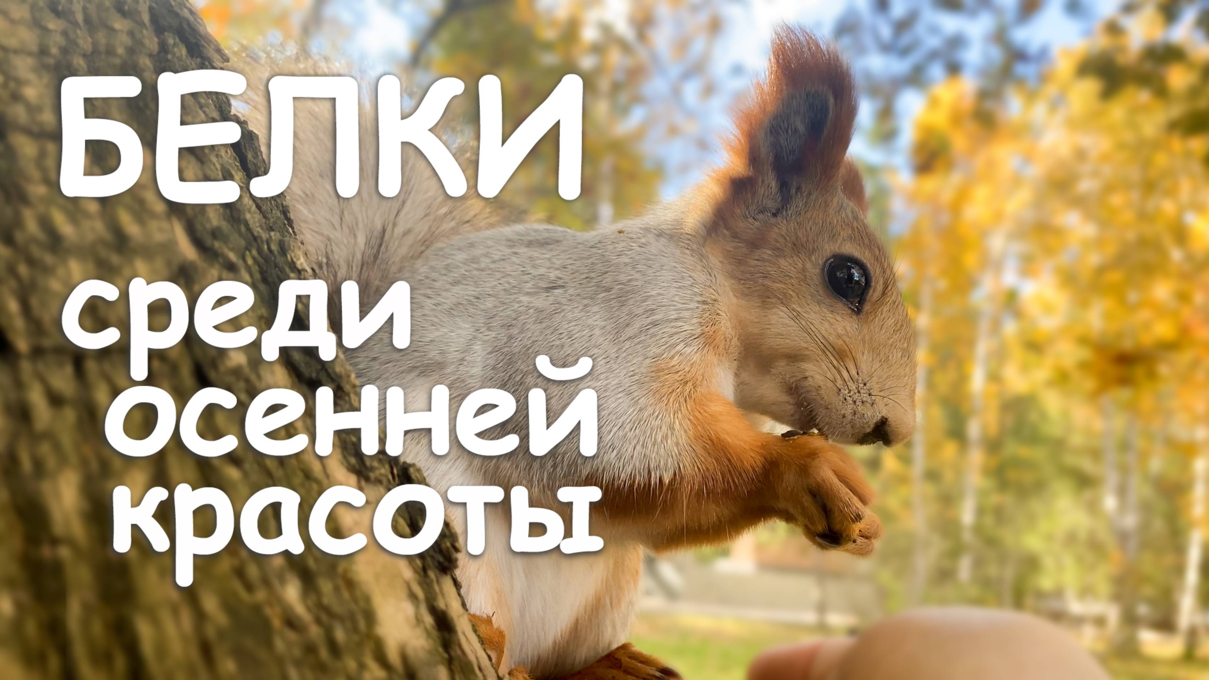 Белки среди осенней красоты. Осень.