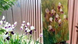 Ирисса освещённые солнцем.