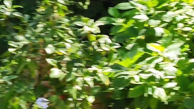 Суета домашняя.Стрижка лаванды Сад Бассейн и Коты