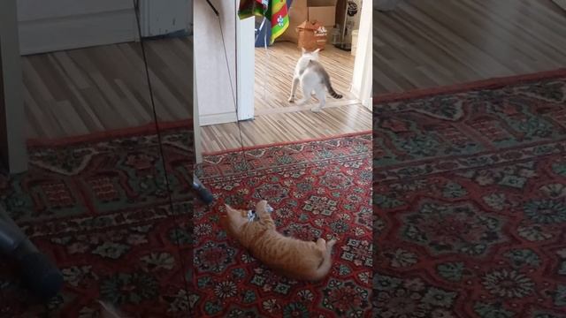 #Respect #shorts #cat videos #russia #catshorts #catsrus