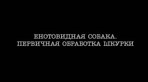 Енотовидная собака. Первичная обработка шкурки енотовидной собаки