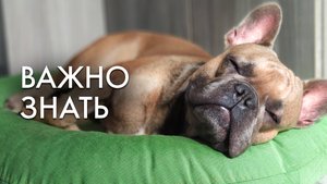 Здоровье французского бульдога | Распространенные болезни | Личный опыт