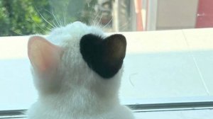 Ночная бабочка