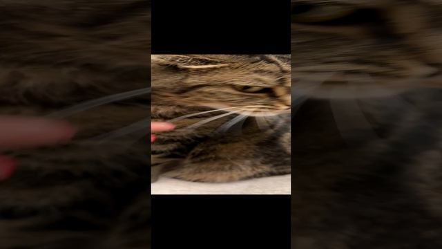ЧЕССИ🐯ПРОВОЖАЕТ МЕНЯ НА РАБОТУ