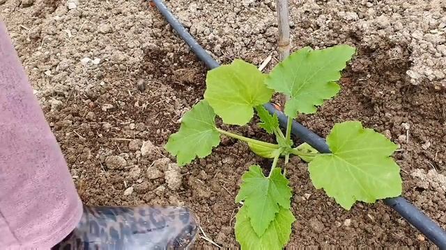 France/ Моя Фазенда. И Я Рабыня Изаура/Садово - Огородные Хлопоты и Никуда Мне Не Деться От Этого