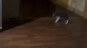 Ой, как страшно #прикол #прикольно #юмор #животные #коты #смех #смешно