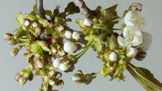 Sweet Cherry Blossom Time-Lapse - Impressive and relaxing video смотреть онлайн