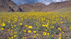 Unit 4 Lesson B Desert landscapes