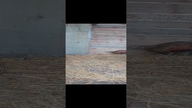 Фазанятник готов к зиме