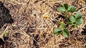 Весенние хлопоты.Спасаем яблоньки.Короче..ВЕСНА!