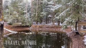 Начало зимы и весь лес в снегу