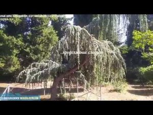 Крым, Форосский парк, Гималайский кедр и Атласский плакучий кедр - Часть-1
