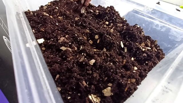 Делаю универсальный нейтральный грунт для верхнего полива