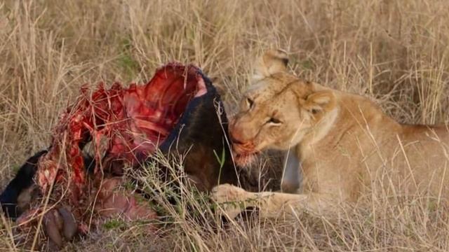 Chris leong in Africa 2013 смотреть онлайн