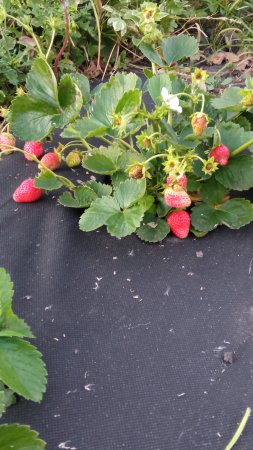 Клубника сорт Маригет