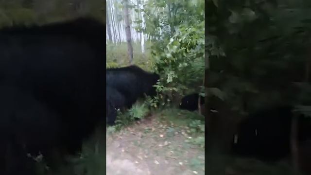 Обычная прогулка в России