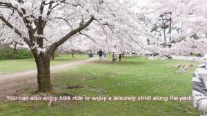 Cherry Blossoms // New Jersey in Bloom // Welcome Spring! Got a relaxing time - NURSE day off!