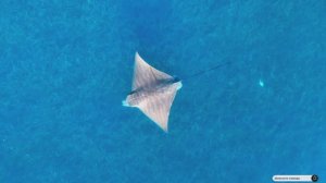 Коран сура Ар-Рум видео 4к Миншави -Minshawiy