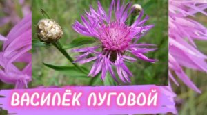 Видео 🎞️ фильм.ВАСИЛЁК ЛУГОВОЙ.ЛЕКАРСТВЕННОЕ растение.Собирайте Травы для лечения .